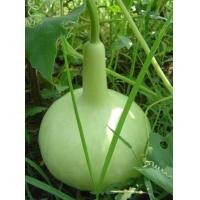 ราคา เมล็ดน้ำเต้า ลูกกลม น้ำเต้า ซื้อ 10 แถม 1 คละอย่างได้ (4625428208)