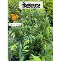 ราคา ต้นลำดวน หรือ ต้นหอมนวล ไม้มงคล ไม้ยืนต้นขนาดเล็กทรงพุ่ม สูง50 60ซม (17467398464)