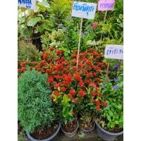 ราคา ต้นเข็มพิกุล หรือเข็มซ้อน ดอกสวยสดใส ในกระถาง6นิ้ว หากบ้านไหนที่ปลูกต้นเข็มจะทำให้คนในบ้านมีความเฉลียวฉลาดเพราะเรามักจะเปรียบเทียบ ต้นเข็มพิกุล (10571157337)