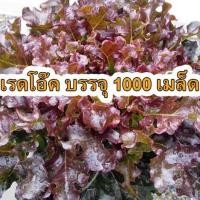 ราคา เมล็ดพันธุ์ เรดโอ๊ค เมล็ดผักสลัด Red oak เรดโอค 1000 เมล็ด (7872321456)