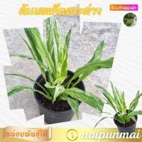 ราคา ต้นเดหลีแคระด่าง กระถาง 3 นิ้ว ส่งพร้อมกระถาง (21288635207)