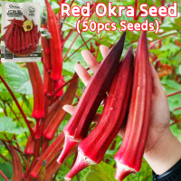 ราคา Okra Seeds เมล็ดพันธุ์กระเจี๊ยบ เมล็ด ปลูกง่าย ปลูกได้ทั่วไทย เมล็ดพันธุ์ กระเจี๊ยบมอญ สีแดง ควีนสตาร์ F1 เมล็ดพันธุ์ผัก เมล็ดพันธุ์ ผักสวนครัว High Yield Okra Vegetable Seeds Okra Plants Seeds เมล็ดผ