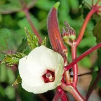 ราคา กระเจี๊ยบมอญ ฝักแดง Red Burgundy Okra Seed กระเจี๊ยบเขียวฝักแดง นำเข้าจากต่างประเทศ เมล็ดพันธุ์ ซื้อ 10 แถม1 คละได้ (17573889588)