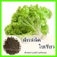 ราคา พร้อมส่ง รหัส 146 เมล็ดพันธุ์แท้ OP แท้ ผักสลัดใบเขียว Green Leaf Lettuce เมล็ดผักสลัด ผักสลัด เมล็ดผักต่างๆ ผักสลัดรวม (9235775587)