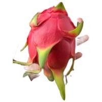 ราคา แก้วมังกร สีขาว ภูเรือ White Dragon Fruit (19825250617)