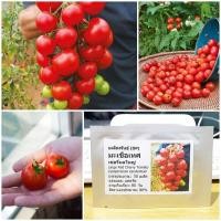 ราคา เมล็ดพันธุ์ มะเขือเทศเชอรี่ผลใหญ่ Large Red Cherry Tomato Seed 50 เมล็ด คุณภาพดี ราคาถูก ของแท้ (3313534116)