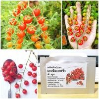 ราคา เมล็ดพันธุ์ มะเขือเทศจิ๋ว สะพูน Spoon Tomato Seed 30 เมล็ด คุณภาพดี ราคาถูก ของแท้ (6474578964)