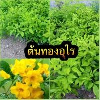 ราคา ต้นทองอุไร (15217984584)