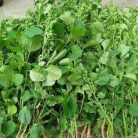 ราคา ตำแยแมวถูกที่สุด เมล็ดพันธุ์ ตำแยเมว 50 เมล็ดโตไว พุ่มใหญ่แมวชอบ (17370533991)