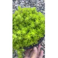 ราคา ขายดีอันดับ1 ต้นเศรษฐีแพรทอง แพรทอง ไม้มงคล กระถาง8นิ้ว ส่งทั่วไทย ต้นไม้ ฟอก อากาศ กระถาง ต้นไม้ ไม้ ประดับ ต้นไม้ ปลูก ใน บ้าน (13081513464)