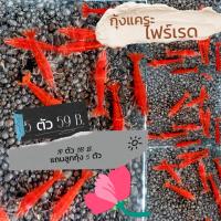 ราคา กุ้งแคระ ไฟร์เรด (21330167100)