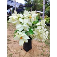 ราคา ต้นดอนญ่า ดอกสีขาว ดอกออกตลอดปี ติดดอกดก ดอกสวย สูง60 70ซ ม แบบกิ่งตอน (19046164486)