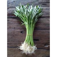 ราคา เมล็ดพันธุ์ ผักบุ้งจีน ผักบุ้งเรียวไผ่ ผักบุ้งไฟแดง 200 กรัม 10 แถม 1 คละได้ (13390394258)