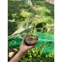 ราคา บอนกระดาษด่าง ไม้ด่าง (19615858931)