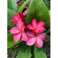 ราคา ต้นลีลาวดี แบงค์คอกไฟเออร์ ลีลาวดีแคระ ดอกสีส้มแดง ดอกจะมีกลิ่นหอม ออกดอกเป็นช่อพวงใหญ่ สีแดงสวยมาก จัดส่งในกระถาง 10 นิ้ว ต้นสูง 50 ซม ต้นสวย โตเต็มที่สูงไม่เกินเมตรครึ่ว ต้นที่ส่งลำต้นแข็งแรง รากเยอ