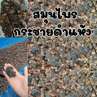 ราคา กระชายดำอบแห้ง กระชายดำแห้ง 100กรัม (20832180117)