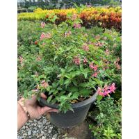 ราคา ต้นเชอรี่แคระ บอนไซ ต้นไม้แคระ พุ่มขนาด 15 20 ซม กระถาง 11 นิ้ว Barbados Cherry พุ่มสวยทุกต้น บอนไซเชอรี่แคระ บอนไซ ดอกสีชมพูม่วง ลูกสีแดง กินได้ (15836272241)