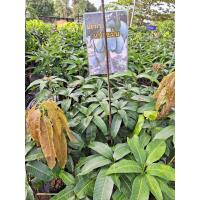 ราคา มะม่วงแก้วขมิ้น ปลูกง่าย ต้นพันธุ์เสียบยอด พร้อมปลูก (19701141566)