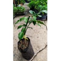 ราคา ต้นมะกรูดแบบเสียบยอด แบบกิ่งทาบ พร้อมปลูกในถุงดำ ปลูกติดง่าย ต้นโตเร็ว 1 ต้น 129 บาท (8667824208)
