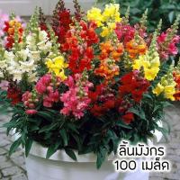 ราคา ดอกลิ้นมังกร (9439573773)