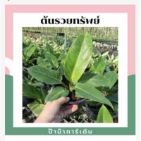 ราคา ต้นรวยทรัพย์ กระถาง 5 6 นิ้ว ต้นไม้มงคล (17298353057)