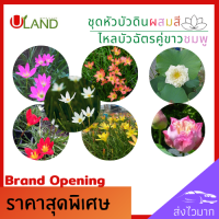 ราคา Uland ชุดหัวบัวดิน หัวบัวดิน คละสี 10 หัว แถม 1 หัว กับ ชุดไหลบัวฉัตรคู่ขาวชมพู หัวแข็งแรง เหง้าบัวดิน ไหลบัว บัวฉัตร สวยงาม บัวฉัตรขาว (14085871146)