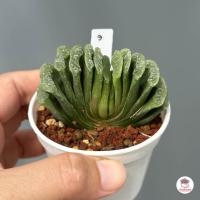 ราคา Haworthia Truncata Lime Green ฮาโวเทีย ไม้อวบน้ำ กุหลาบหิน cactus succulentหลากหลายสายพันธุ์ (7172158156)