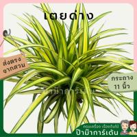 ราคา ต้นเตยด่าง เตยทอง ส่งพร้อมกระถาง 11 นิ้ว (17295418568)