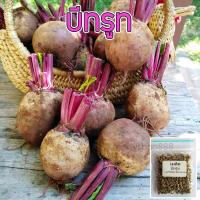 ราคา เมล็ดพันธุ์ บีทรูท Beetroot เมล็ดนำเข้าจากต่างประเทศ 20 50 เมล็ด 10 แถม 1 คละได้ (19476890575)