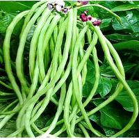 ราคา ถั่วฝักยาว ถั่วพุ่มไร้ค้าง ถั่วพลู ถั่วหลา 20เมล็ด (9662764334)