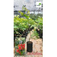 ราคา เงาะโรงเรียนแท้ เงาะโรงเรียนเสียบยอด rambutan จากจันทบุรี ต้นแข็งแรง สูง 80 90 ซม พร้อมปลูก (10905623131)