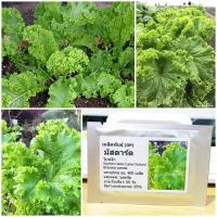 ราคา เมล็ดพันธุ์ มัสตาร์ดใบหงิก Southern Giant Curled Mustard Seed 400 เมล็ด คุณภาพดี ราคาถูก ของแท้ (2739174580)