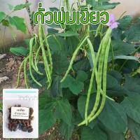 ราคา เมล็ดพันธุ์ ถั่วพุ่ม ถั่วพุ่มเขียว ถั่วฝักยาว ไร้ค้าง ถั่วฝักยาวพุ่ม 10 แถม 1 คละได้ (20772210907)