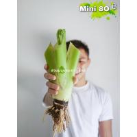 ราคา บอนกระดาดยักษ์ ต้นบอนยักษ์ ขนาด Mini S M (21216550609)