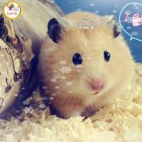 ราคา ขี้เลื่อยกบไสไม้เตียงนอนสัตว์เลี้ยงกำจัดกลิ่นสำหรับหนูแฮมสเตอร์หนูตะเภา (20313851265)