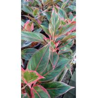 ราคา ต้นสยามออโรร่า ต้นแสงเงินแสงทอง ไม้มงคล ต้นใหญ่ ส่งแบบ เคาะราก ไม่มีกระถาง ต้นละ 59 บาท (7162150100)