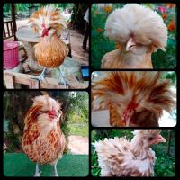 ราคา ไข่เชื้อไก่โปแลนด์ ไข่ใหม่ สำหรับฟัก จำนวนชุดละ3ฟอง Fermented eggs for incubation (9947633002)