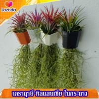 ราคา เคราฤาษี หนวดฤาษี ทิลแลนเซีย ในกระถาง ไม้ประดับบ้าน ไม้ฟอกอากาศ กรองฝุ่น pm2 5 สวยๆ ราคาถูก (16919830478)