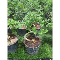 ราคา ต้นมะสัง บอนไซดัด ไม้เพาะเมล็ด ในกระถาง3นิ้ว (15369823434)