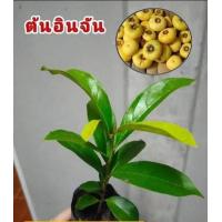 ราคา ต้นอินจัน ต้นมะจัน (14002648583)