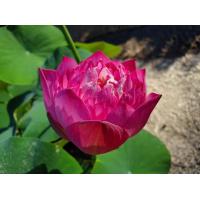 ราคา 5 เมล็ด เมล็ดพันธุ์บัว บัวนอก สายพันธุ์ Mankala Pathum สีชมพู เข้ม บัวแคระ Micro Lotus Tea Cup Lotus บัวจักรพรรดิ์ บัวสวมงาม บัวนำเข้า Lotus Seeds (19493488287)