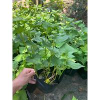 ราคา ต้นพลูคาวต้นคาวตอง จัดส่งแบบห่อตุ้มถุงดำ (10874822106)