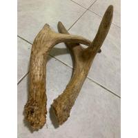 ราคา Moose เขากวางมูส เนื้อแน่นๆ 1 คู่ เหมาะทำด้ามมีด งานDIY (21331533749)