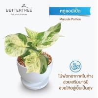 ราคา ต้นไม้พร้อมปลูก กระถางดินเผาสีขาวพร้อมจานรอง ไม้มงคล ไม้ฟอกอากาศ แถมฟรีหินตกแต่ง ต้นไม้ (21284509178)