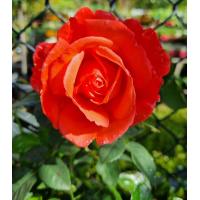 ราคา 12 Climber Roses Seeds เมล็ดกุหลาบ ต้นไม้ประดับบ้าน กุหลาบเลื้อย สายพันธุ์ Super Star ดอกสีส้ม (20649460150)