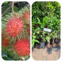 ราคา เงาะโรงเรียน ต้นพันธุ์ติดตา ต้นสูง 80 cmเงาะโรงเรียนหรือเงาะพันธุ์โรงเรียน เป็น เงาะพันธุ์ที่ดีที่สุดเท่าที่มีอยู่ในประเทศไทยในปัจจุบัน เงาะใน ประเทศเพื่อนบ้าน เช่น มาเลเซีย สิงคโปร์ อินโดนีเซีย (8448