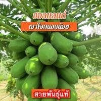 ราคา เมล็ดมะละกอ ฮอลแลนด์ สายพันธุ์กินสุก 30 เมล็ด (14208776472)