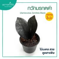 ราคา กวักมรกตดำ กระถาง 3 นิ้ว Zamioculcas zamifolia black ไม้มงคล ไม้ฟอกอากาศ (20891297333)