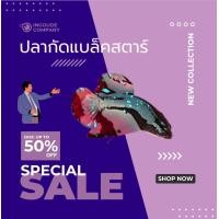 ราคา ปลากัดแบล็คสตาร์ละอองดาว ลอกสวย เพศผู้ ไซร์เล็ก ปลากัดสวยงาม ปลากัดไทย ปลากัดอาชีพ ปลากัดแบล็คสตาร์ละอองดาว (21102180366)