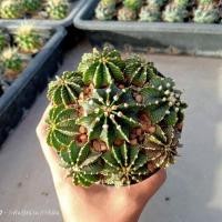 ราคา LBพอต 4 นิ้ว 10 ซม ไม้เมล็ด ขนาดต้น 2 4 ซม ต้นกระบองเพชร ต้นแคคตัส แคคตัส กระบองเพชร (21216830133)